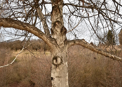 tree that looks like human